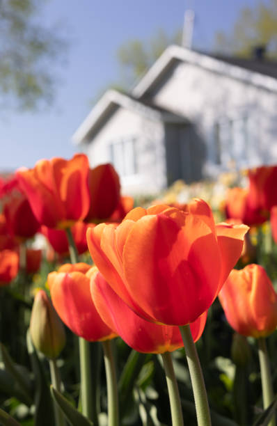 istock Bed of orange tulips in bloom 1499185701
