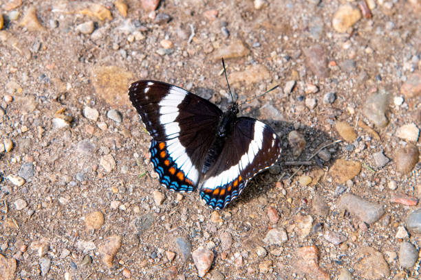 Close up of a red-spotted admiral butterfly with some gravel as background