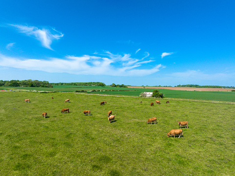 A cow is standing on a green field eating grass. Blue and cloudy sky in the background.
