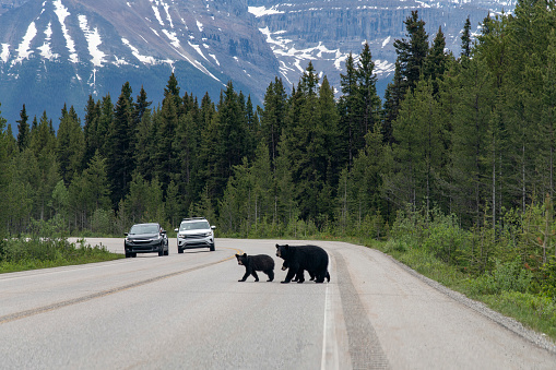 View over the road of the Icefields Parkway, Alberta, Canada, with a black bear and two cubs in the middle crossing to the other side; in distance cars approaching on other side