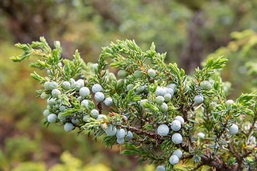 Close up of a branch of a Common Juniper or Juniperus Communis filled with juniper berries and background green out of focus