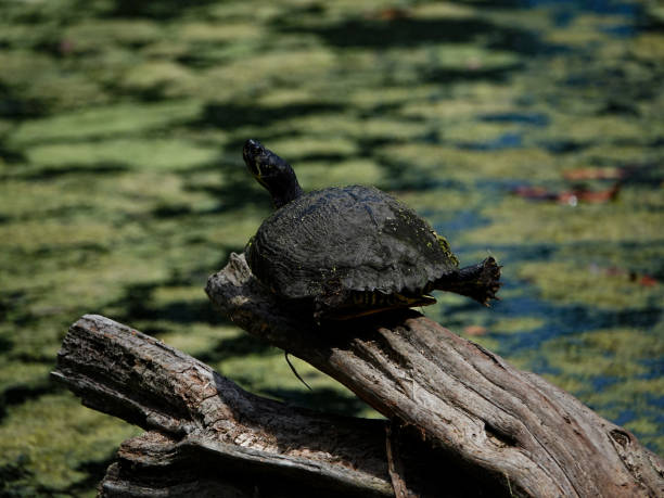 istock Turtle on a log over a swamp 1499187452