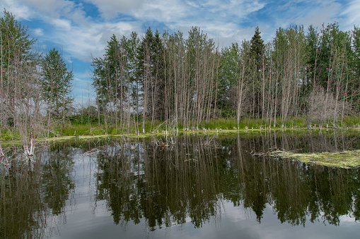 View over Astotin Lake in Elk Island National Park, AB, Canada, with a reflection of the trees lined along the shoreline of the lake in the tranquil water