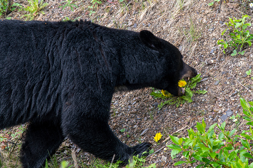 Close up of a black bear taking a bite at a dandelion on the slope of a mountains in Canada