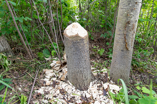 Close up of the stump of a tree in green surroundings gnawed by beavers for construction of a dam