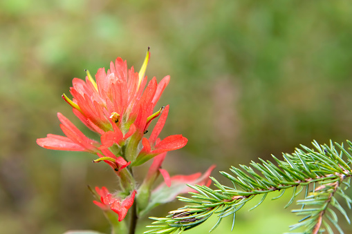 Close up of a red Castilleja known as Indian Paintbrush or prairie-fire with out of focus green background and small twig of pine tree in front
