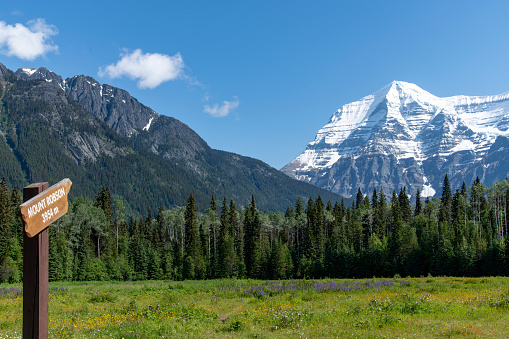 Low angle view of meadow with wildflowers like purple lupine with in background snowcapped Mount Robson -sign indicated- against a clear blue sky in Mt Robson Provincial park, BC, Canada