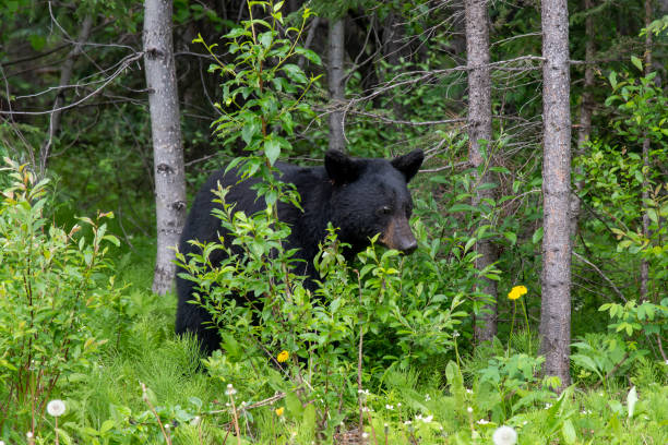 istock Black bear between trees and green bushes 1499188530