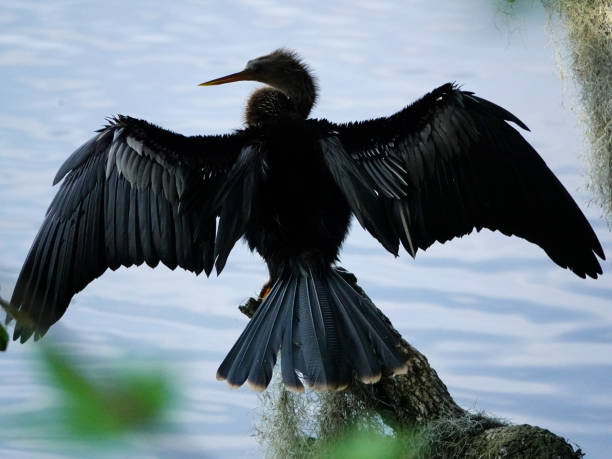 istock Black cormorant with outstretched wings. 1499188587