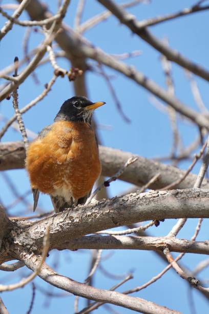 istock Vertical shot of an American robin perched on a tree under a blue sky 1499189873