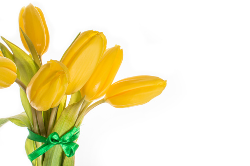 Yellow tulips 7 pieces on white background isolate