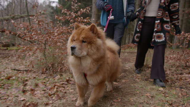 Dolly Shot Of A Chow Chow Dog With A Couple