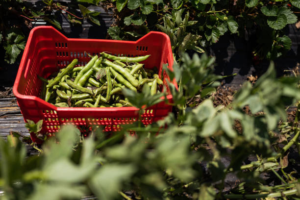 Agricultural activity in Italy and organic farming: harvesting broad bean