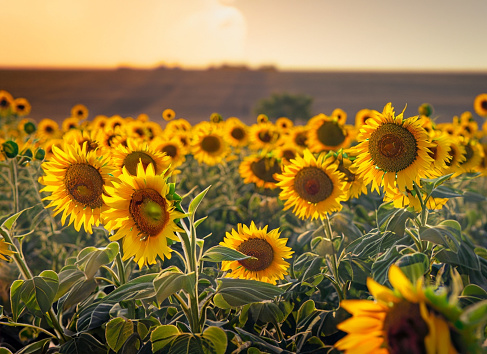 A serene photo of a field of sunflowers, with the golden hour lighting enhancing their vibrant color and contrast.