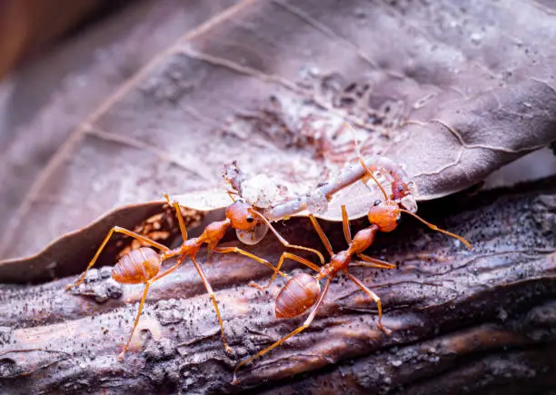 Red ants or Oecophylla smaragdina of the family Formicidae carrying food back to the nest. Red ants help carry earthworms as food. Animal life and small insects