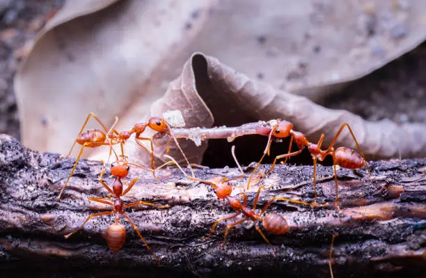 Red ants or Oecophylla smaragdina of the family Formicidae carrying food back to the nest. Red ants help carry earthworms as food. Animal life and small insects