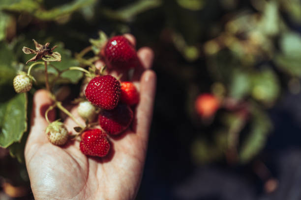 Agricultural activity in Italy and organic farming: strawberry picking up