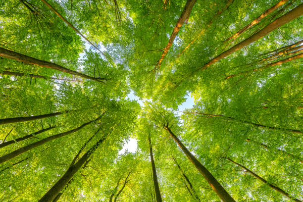 istock Springtime forest with setting sun shining through leaves and branches. Nature, forestry, Trees, habitat, environment and sustainability concepts, desktop 1499196540