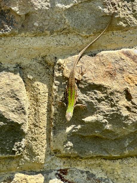istock Common wall lizard (Timon lepidus) sitting on stone wall in Tuscany, Italy 1499199509