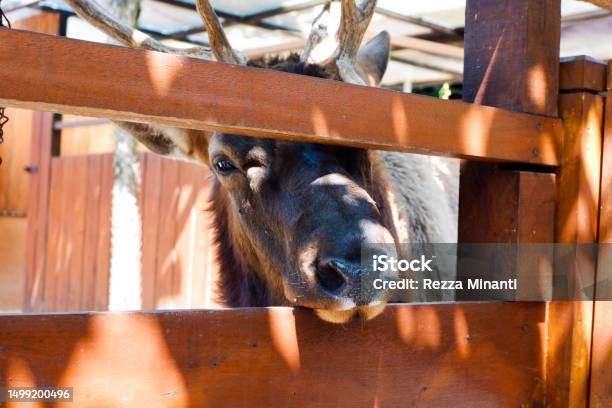 Selective Focus Of Elk Whose Head Comes Out Of Its Cage In The Afternoon Stock Photo - Download Image Now