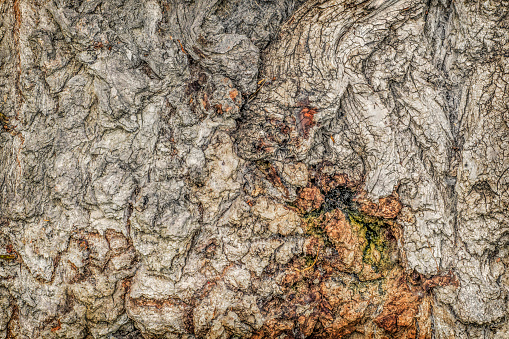 High resolution abstract vignette background wood texture, depicting an old Black Poplar tree, deeply grooved, intertwined, twisted bark detail, with traces of sap flow, ants, patches of lichen growth and spider web filaments detail.