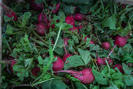 Agricultural activity in Italy: organic farming grocery products