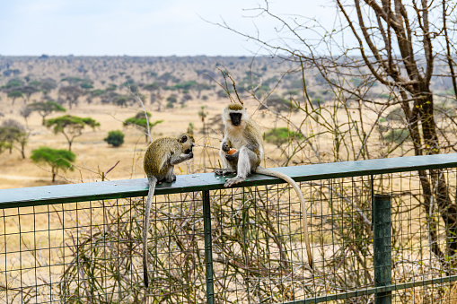 Vervet monkeys family (Chlorocebus pygerythrus) at Serengeti national park, Tanzania