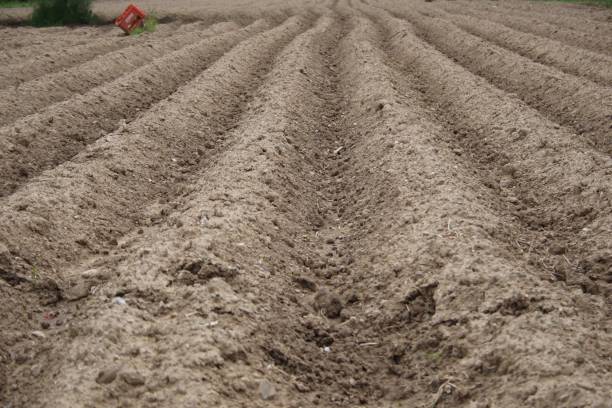 istock Furrows row pattern in a plowed field prepared for planting crops in spring. Horizontal view in perspective 1499203854