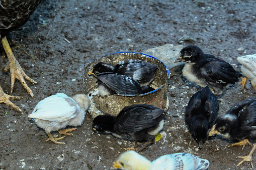 View of baby chicken(Gallus gallus domesticus) in big poultry farm. Little birds eating grain from the special feeder. Agricultural business concept