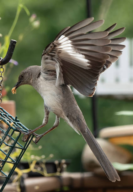 istock A Northern Mockingbird on the peanut butter bird feeder 1499206407
