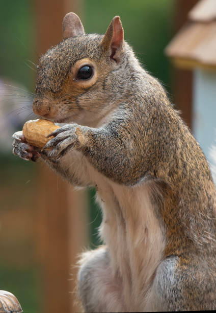 istock A Squirrel finds a peanut on the birdbath 1499206424