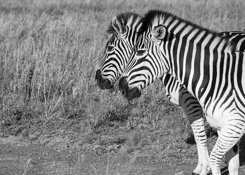 Two Zebra walking alongside each other, their heads perfectly aligned making for a beautiful black and white image
