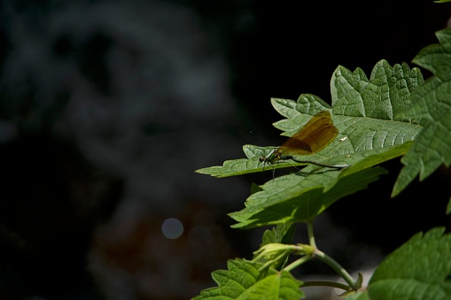 A dragonfly perched on a green leaf in a natural outdoor setting