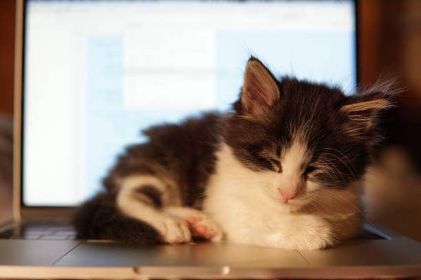 istock White fluffy kitten is perched on top of a laptop computer, with its eyes closed 1499211127
