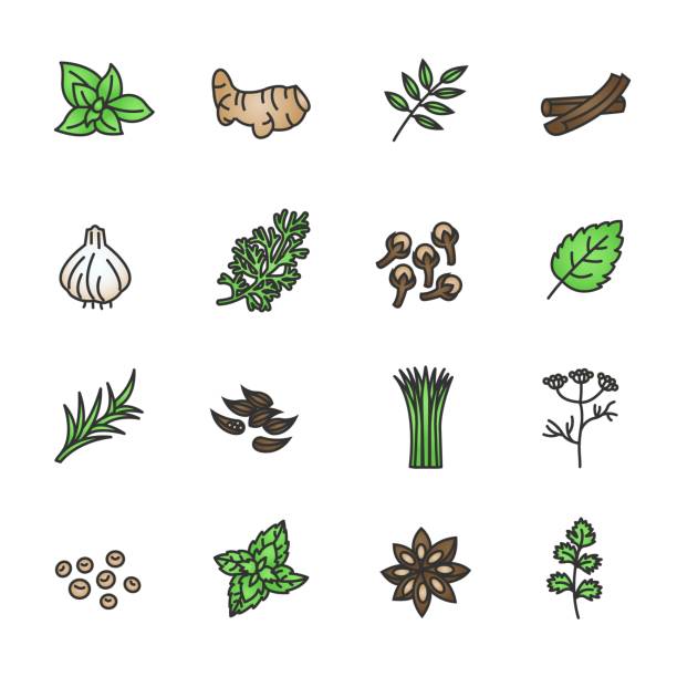 zioło kolorowe ikony wektor - herbal medicine herb sage spice stock illustrations