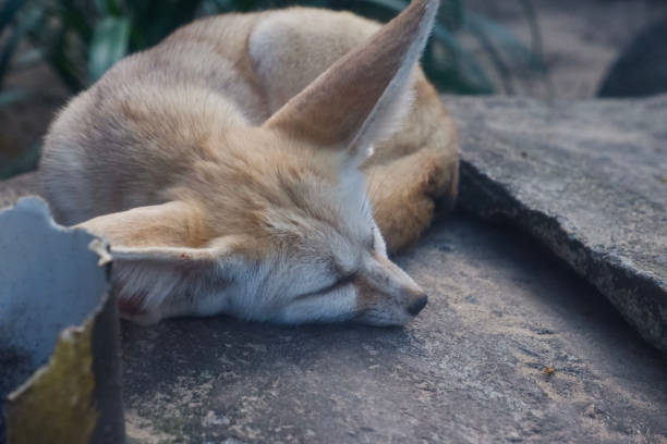 70+ Fotos, Bilder und lizenzfreie Bilder zu Bengalfuchs Fotos iStock