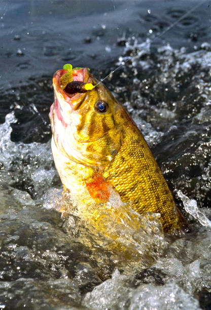 istock Smallmouth Bass 1499214486