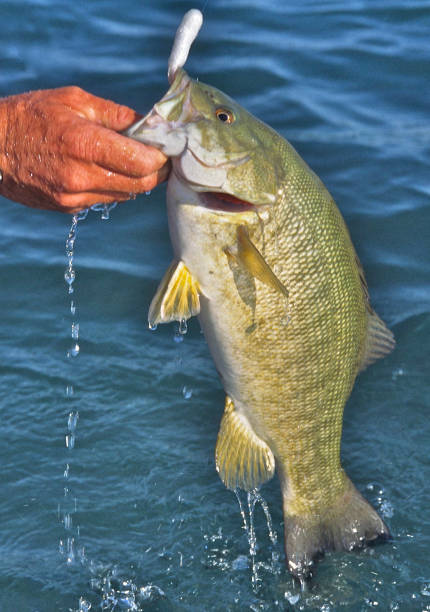 istock Smallmouth Bass 1499214488