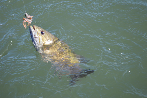 Close-up of a smalllmouth bass and lure