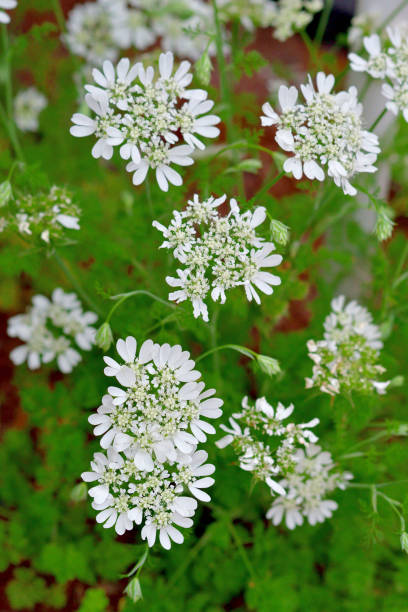 Orlaya grandiflora/White Lace Flower: Lacy White Disc-shaped Blooms Orlaya grandiflora, also called White Lace flower, is a species of flowering plant in the family Apiaceae, native to Mediterranean Europe. It bears lovely fern-like foliage and clusters of pure white flowers, which appear over a long period in summer, often lasting until the first frost. disc shaped stock pictures, royalty-free photos & images