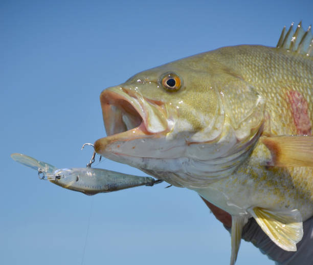 smallmouth bass - smallmouth bass fotos fotografías e imágenes de stock