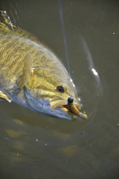 istock Smallmouth Bass 1499214985