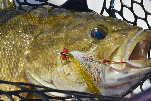Close-up of a smalllmouth bass and lure