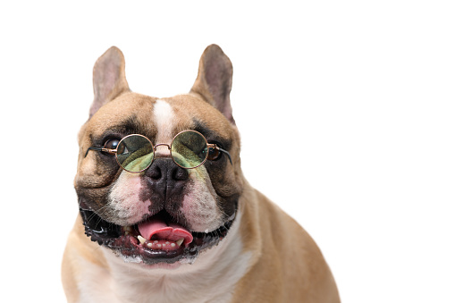 Cute French bulldog wear glasses isolated on white background. pet and animal concept