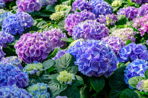 istock Beautiful hydrangea flower in garden. flower background 1499216436