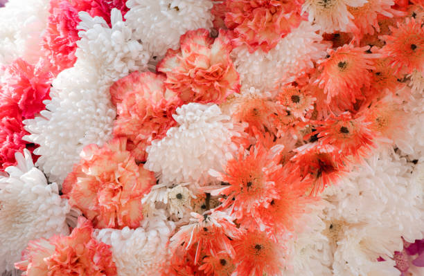 chrysanthemum flower and Carnation flower on backdrop background