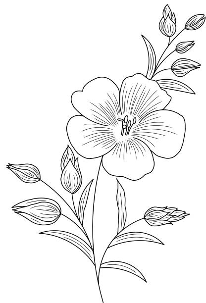 ilustrações, clipart, desenhos animados e ícones de lindo desenho gráfico ramo de lírio com folhas e botões das flores. - vector branch leaf affectionate