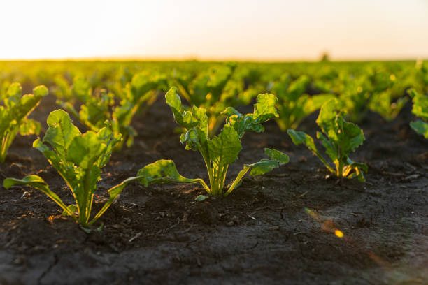 istock Young sugar beet plants growing in cultivated field with sunset sun, soft focus 1499221488