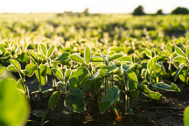 istock Young soybean plants growing in cultivated field, soft focus 1499221499
