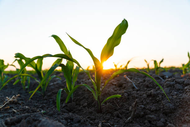 istock Young corn plants growing in cultivated field with sunset sun, soft focus 1499221501